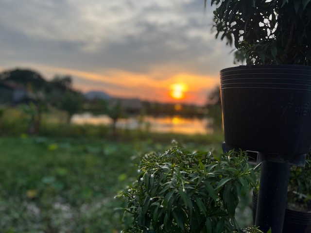Sunset at The Village-Rice Field